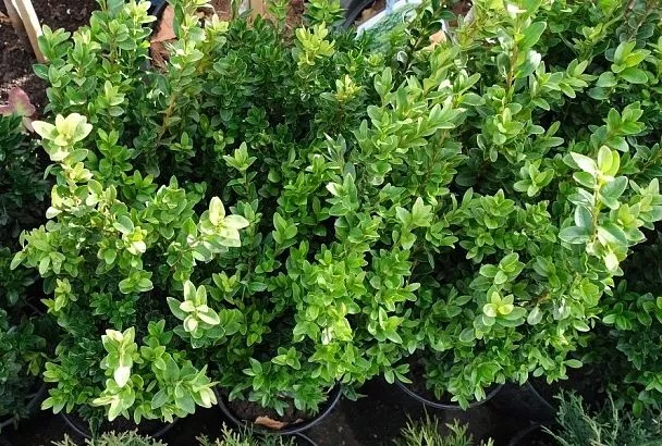 Идеален для живой изгороди: почему садоводы советуют посадить самшит 