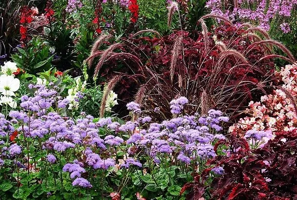 Так многолетники цветут всё лето: Создаем цветочный конвейер — схемы, сорта и дизайн 