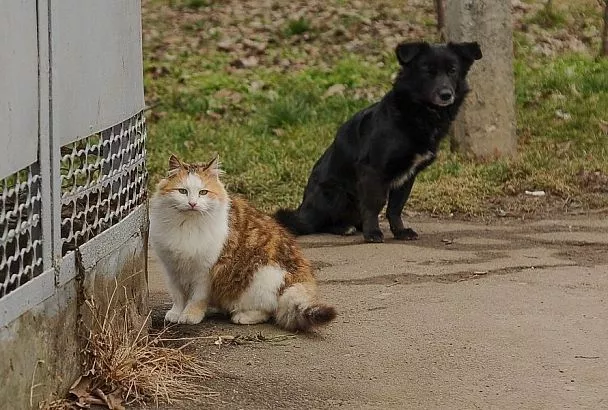 Цитрусовая защита: кожура апельсинов и лимонов отпугивает от грядок кошек и собак