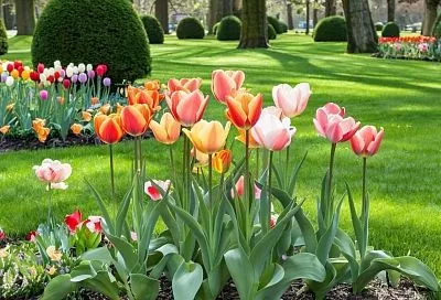 Красота под угрозой: ошибки при посадке тюльпанов осенью, которые губят луковицы