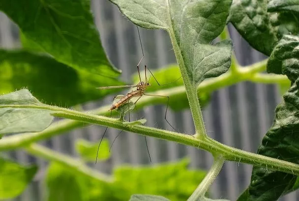 Из глаза девушки удалили 13-сантиметрового червя после укуса комара в Анапе