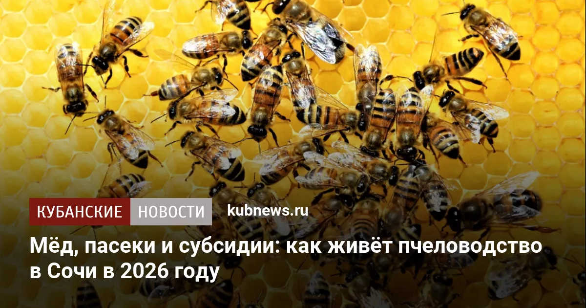 Мёд, пасеки и субсидии: как живёт пчеловодство в Сочи в 2026 году