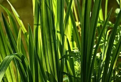 Огородный доктор: как при помощи аира улучшить почву и предотвратить болезни