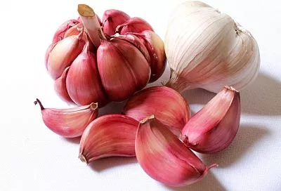 Обработал чеснок перед посадкой осенью так — и готовлю мешки под рекордный урожай: 3 секрета от агронома