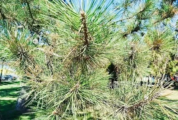 Время собирать иглы: моя хвойная соль для ванн – бесплатное здоровье