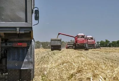 В пострадавших от засухи северных районах Кубани оптимизируют структуру посевных площадей