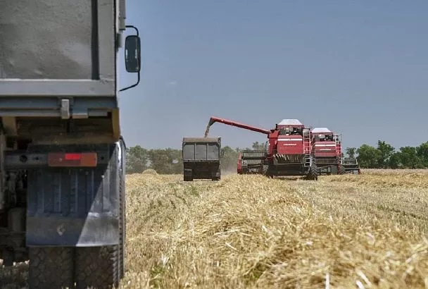 В пострадавших от засухи северных районах Кубани оптимизируют структуру посевных площадей