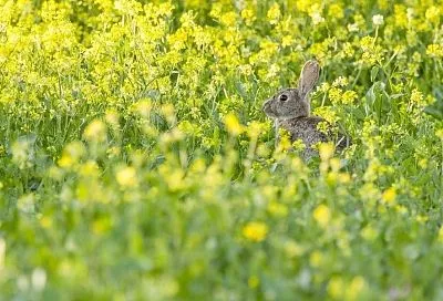 Заяц, беги мимо: как отпугнуть грызунов от плодовых деревьев