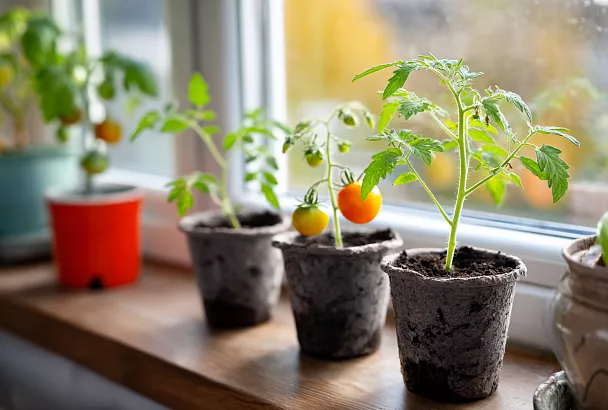 Вырастите томаты дома: секреты сочных помидоров на подоконнике