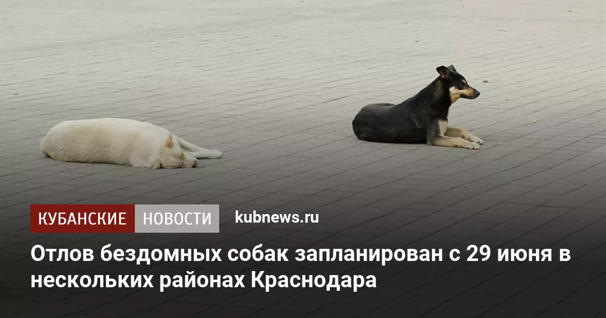 Отлов бездомных собак запланирован с 29 июня в нескольких районах Краснодара