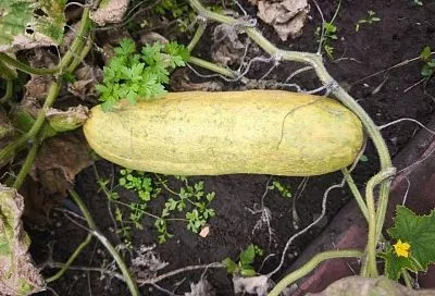 Готовимся к весне: как правильно извлечь семена из огурца