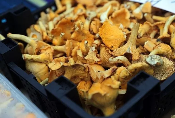 Где будут работать ярмарки выходного дня в Краснодаре 20 сентября