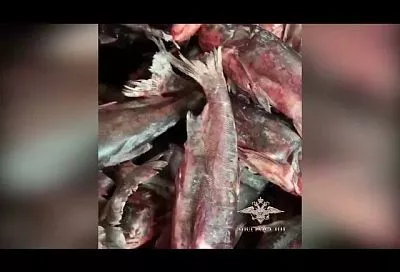 Уроженец Краснодарского края задержан за оборот незаконно выловленной рыбы на 30 млн рублей