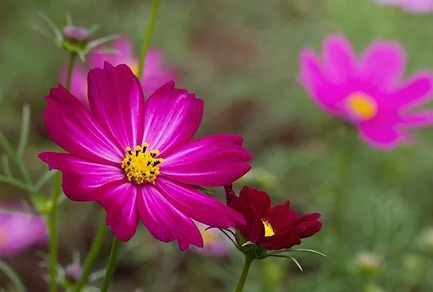 Сажаем космею под зиму — и весной «бабушкины» цветы удивят космической красотой 