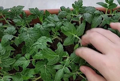 Не растёт рассада помидоров? Лайфхак от Галины Кизимы с поливом: 7 дней — и нет проблем