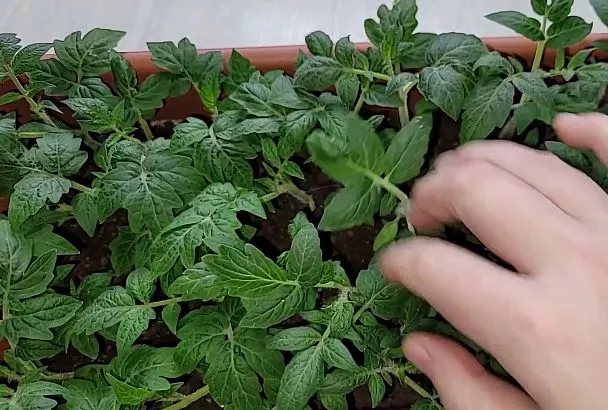 Не растёт рассада помидоров? Лайфхак от Галины Кизимы с поливом: 7 дней — и нет проблем