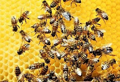 Белок вечной молодости: токсиколог рассказал, что скрывает маточное молочко