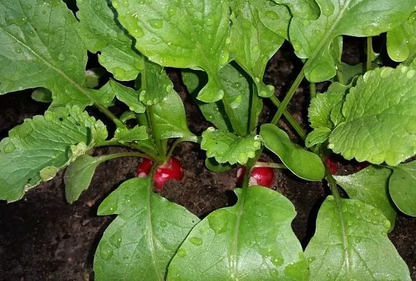 Все получится даже у ребенка! Как вырастить редис у себя на подоконнике