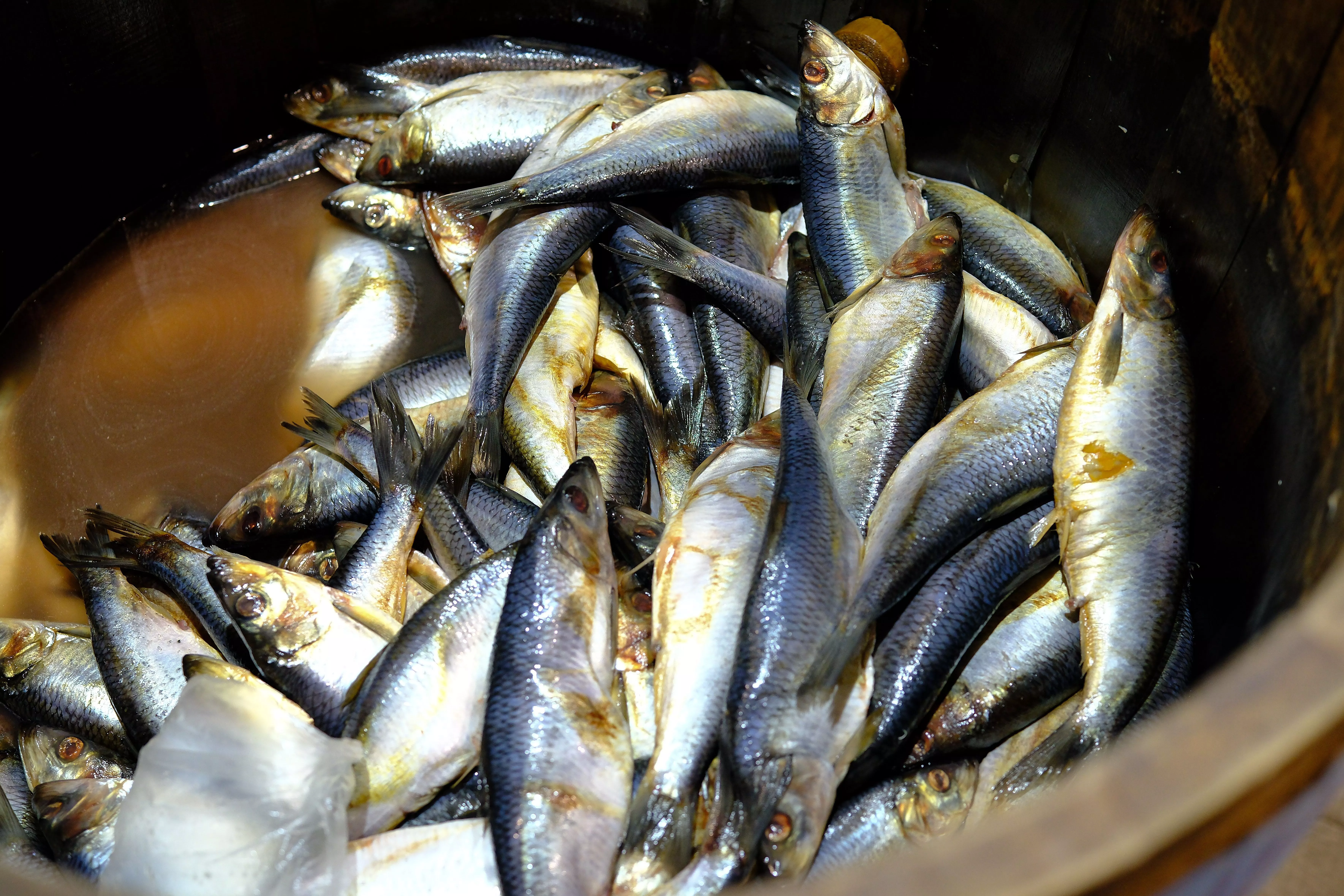 Новороссийск увеличил вылов рыбы и экспорт почти вдвое