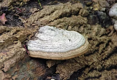 Барьер для рака: научное обоснование противоопухолевого действия чаги