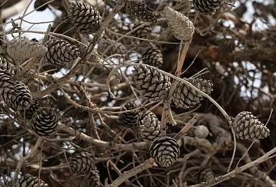 Шишка от яблони недалеко падает: три в одном – польза, красота и защита растений