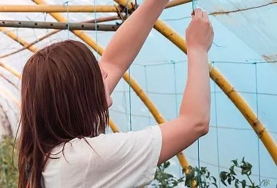 Накрыл огурцы и помидоры белым агроволокном от жары так — и урожай ведрами