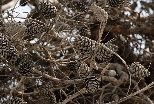 Шишка от яблони недалеко падает: три в одном – польза, красота и защита растений