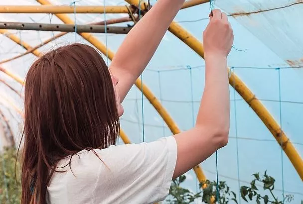 Накрыл огурцы и помидоры белым агроволокном от жары так — и урожай ведрами