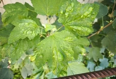 Смородина покажет: определяем по листьям, чего не хватает растению