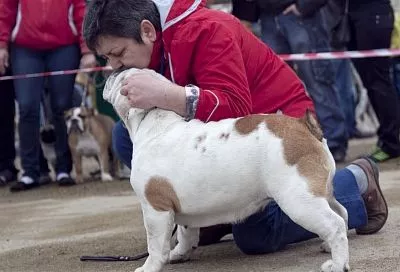 Пополам с червями: с 30 января россияне массово жалуются на популярный корм для собак