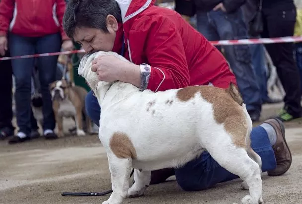 Пополам с червями: с 30 января россияне массово жалуются на популярный корм для собак