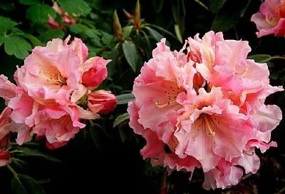 Красивая и опасная: почему азалию нельзя ставить в спальне