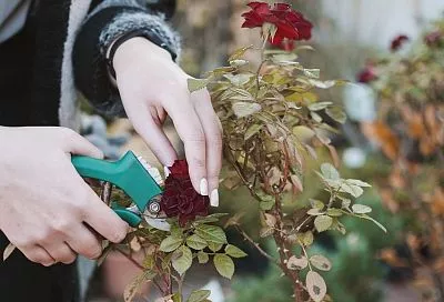 Летняя обрезка роз в июле: стимулируем вторую волну цветения для средней полосы и Юга