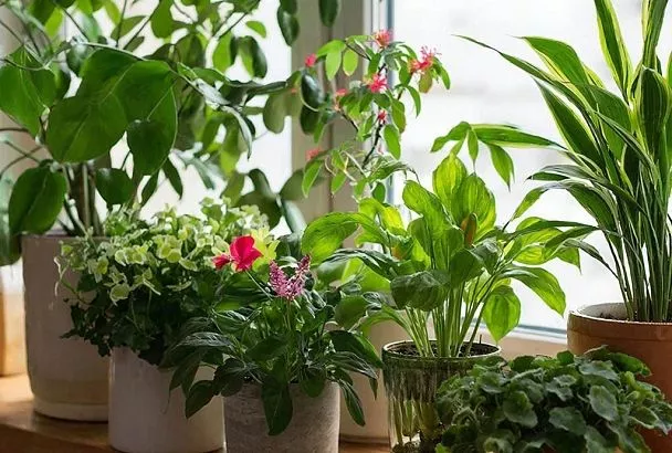 7 рекомендаций по выбору удобрений для комнатных растений: важные советы