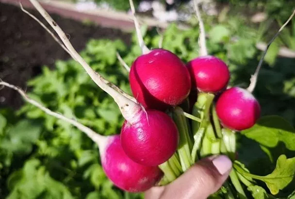 5 лучших доступных сортов редиса и почему они достойны вашего внимания