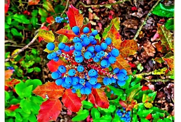 Магония — это кустарник, который вызывает у меня искренний восторг