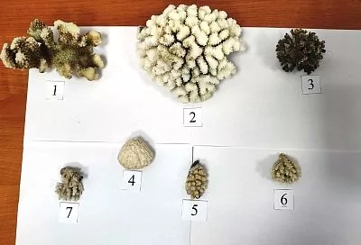 Таможенники изъяли кораллы из ОАЭ у туристов в аэропорту Сочи