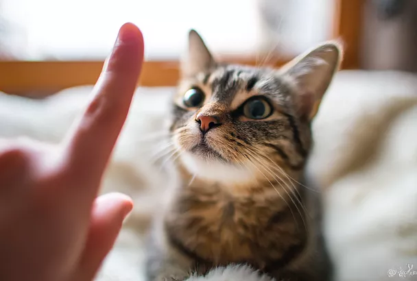 Как сказать кошке «нельзя» так, чтобы она поняла: учим границы без крика и наказаний