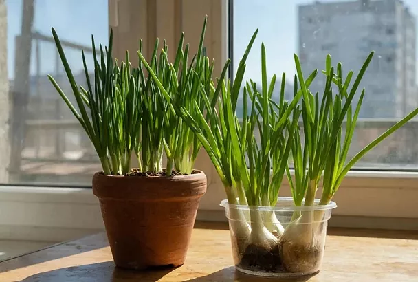 Свежий зеленый лук в декабре: огород на подоконнике – это просто