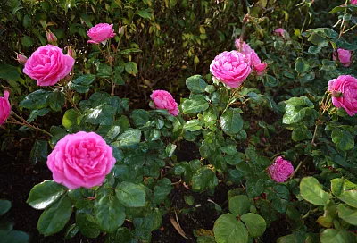 Розы зимой: укрывать, обрезать, обрывать листву? Разбираем мифы и рабочие правила