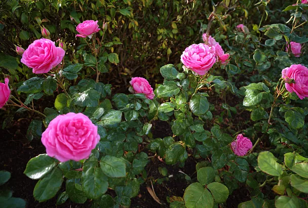 Розы зимой: укрывать, обрезать, обрывать листву? Разбираем мифы и рабочие правила