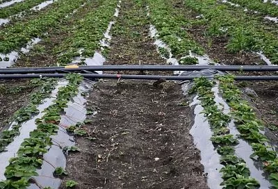 У нерешительных и ленивых всегда так! Вот почему клубничные «плантации» все уменьшаются, несмотря на осеннюю пересадку кустиков