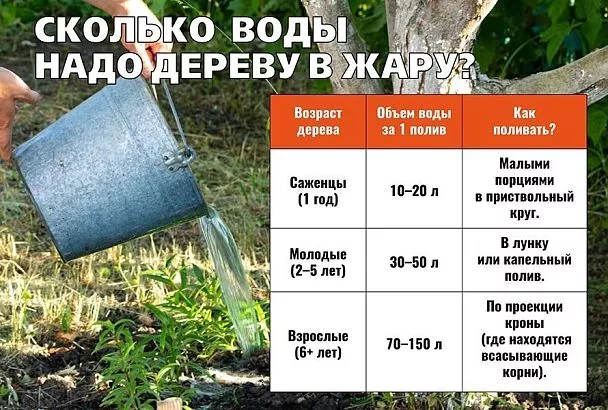 Сколько и как поливать фруктовые деревья в жару: частота, объемы воды и правила