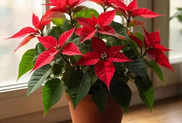 Золотые правила ухода за пуансеттии — как не залить и не пересушить любимый цветок