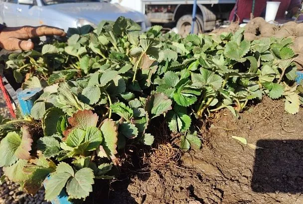 Сажаю рассаду клубники по шнуру так — и ягод, как звезд на небе: 5 шагов для обильного урожая