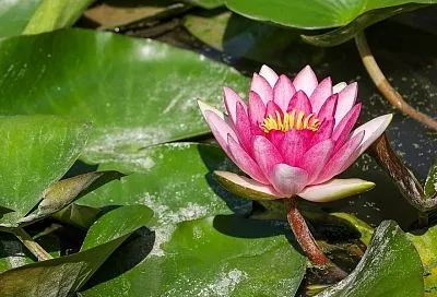 Нимфея – королева водоемов: как превратить обычный пруд в сказочный уголок