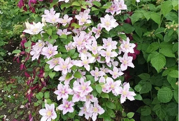 Клематисы: самые распространенные болезни и как спасти любимые лианы