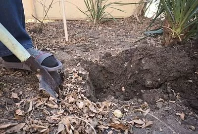 Август – время копать ямы: почему уже сейчас надо готовиться к осенним посадкам