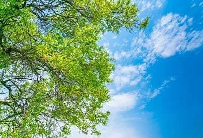 Учёные создали биопрепарат на основе водорослей для очистки воздуха