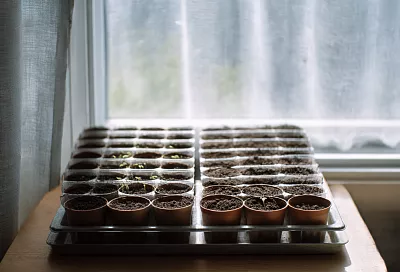 Появилась плесень на поверхности грунта у рассады: что делать